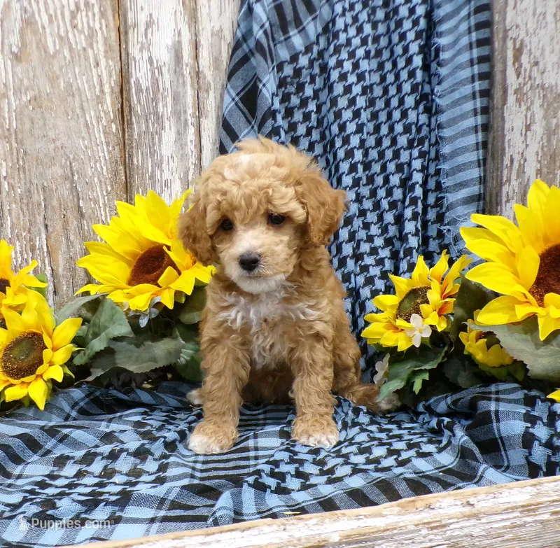 Minnie – Poodle - Miniature  puppy for sale in Stratford, WI