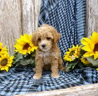 Minnie, a female Poodle - Miniature  for sale in Stratford, WI – 1 of 5