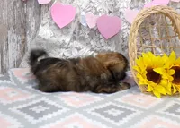 Eddie, a male Shih Tzu for sale in Stratford, WI – Photo 2 of 7