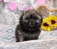 Eddie, a male Shih Tzu for sale in Stratford, WI – Photo 1 of 7