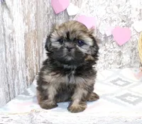 Eddie, a male Shih Tzu for sale in Stratford, WI – Photo 3 of 7