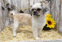 Eddie, a male Shih Tzu for sale in Stratford, WI – Photo 6 of 7