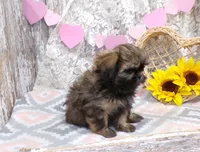 Eddie, a male Shih Tzu for sale in Stratford, WI – Photo 4 of 7