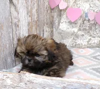 Eddie, a male Shih Tzu for sale in Stratford, WI – Photo 5 of 7