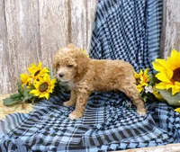Minnie, a female Poodle - Miniature  for sale in Stratford, WI – 5 of 5