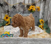 Gina, a female Poodle - Miniature  for sale in Stratford, WI – 3 of 7