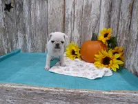 Ziggy, a male Pug for sale in Stratford, WI – 3 of 3