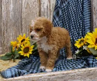Tom, a male Poodle - Miniature  for sale in Stratford, WI – 5 of 5