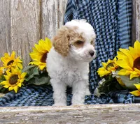 Warren, a male Poodle - Miniature  for sale in Stratford, WI – 3 of 5
