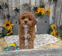 Gina, a female Poodle - Miniature  for sale in Stratford, WI – 4 of 7