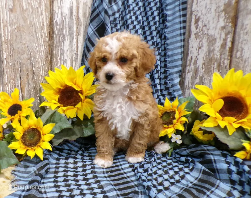 Tom – Poodle - Miniature  puppy for sale in Stratford, WI