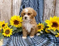 Tom, a male Poodle - Miniature  for sale in Stratford, WI – 1 of 5