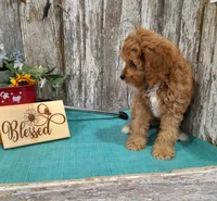 Tony, a male Cavapoo for sale in Stratford, WI – 2 of 2