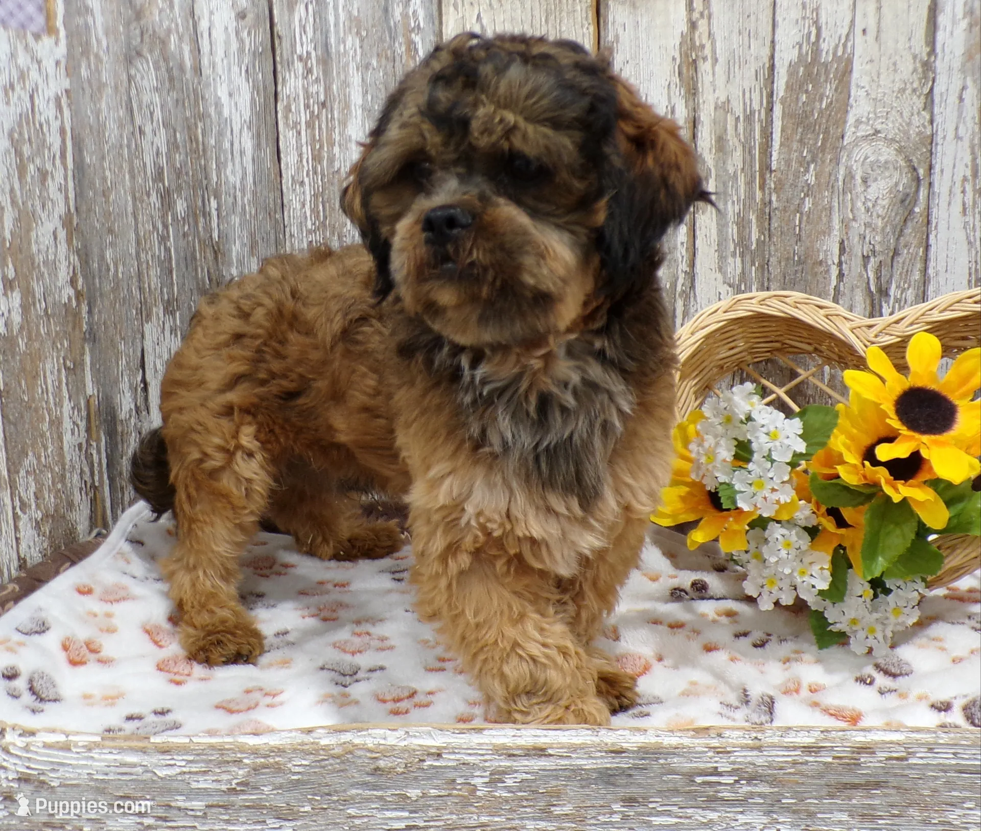 Ruthie, a female Shih Tzu for sale in Stratford, WI – 6 of 6