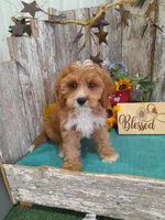 Thad, a male Cavapoo for sale in Stratford, WI – 2 of 2