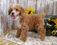 Warren, a male Poodle - Miniature  for sale in Stratford, WI – 5 of 5