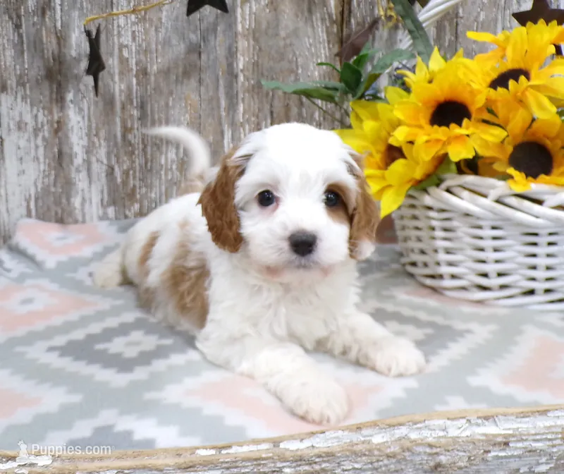Jorge – Cavapoo puppy for sale in Stratford, WI