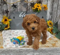 Grant, a male Poodle - Miniature  for sale in Stratford, WI – 4 of 7