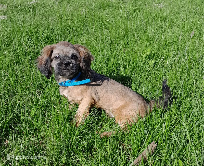 Kaleb, a male Shih Tzu for sale in Stratford, WI – 1 of 9