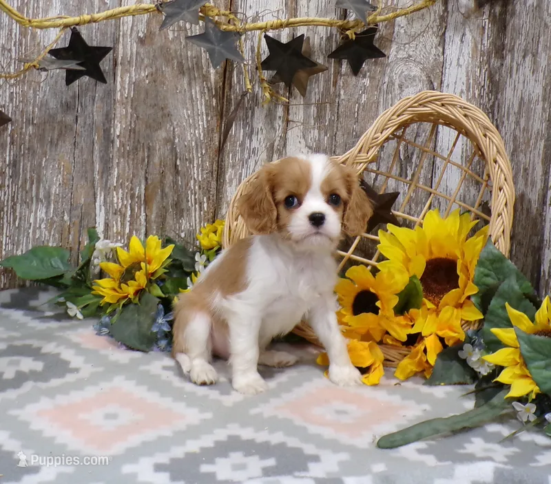 Benjie – Cavalier King Charles Spaniel puppy for sale in Stratford, WI