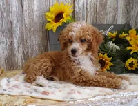 Warren, a male Poodle - Miniature  for sale in Stratford, WI – 2 of 5