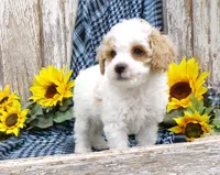 Warren, a male Poodle - Miniature  for sale in Stratford, WI – 4 of 5