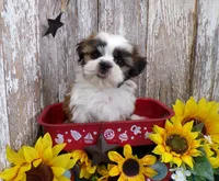 AKC Perry, a male Shih Tzu for sale in Stratford, WI – 5 of 5