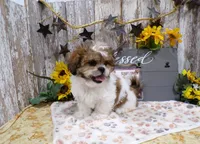 Rodger, a male Shih Tzu for sale in Stratford, WI – 5 of 8