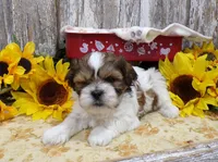 Rodger, a male Shih Tzu for sale in Stratford, WI – 5 of 7