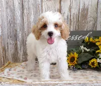 Tom, a male Poodle - Miniature  for sale in Stratford, WI – 1 of 5