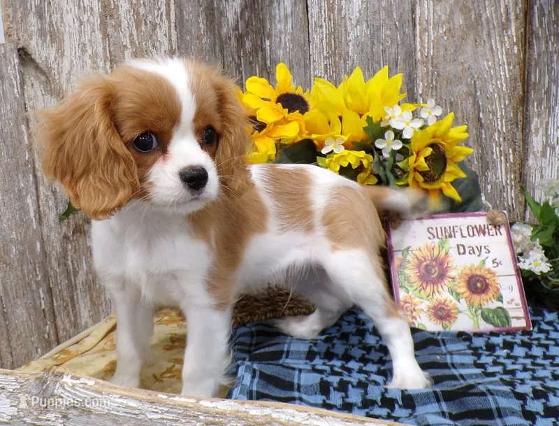 Benjie – Cavalier King Charles Spaniel puppy for sale in Stratford, WI