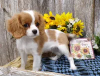Benjie, a male Cavalier King Charles Spaniel for sale in Stratford, WI – 1 of 5