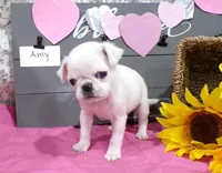 Amy, a female Pug for sale in Stratford, WI – Photo 1 of 6