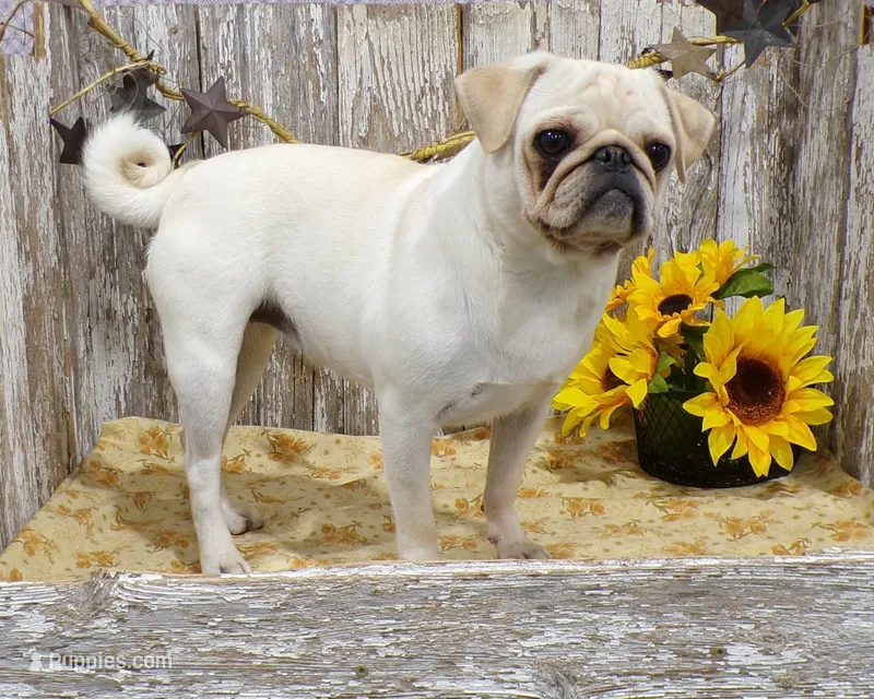 Amy – Pug puppy for sale in Stratford, WI