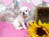 Amy, a female Pug for sale in Stratford, WI – Photo 3 of 6