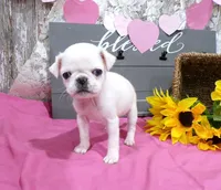 Amy, a female Pug for sale in Stratford, WI – Photo 4 of 6