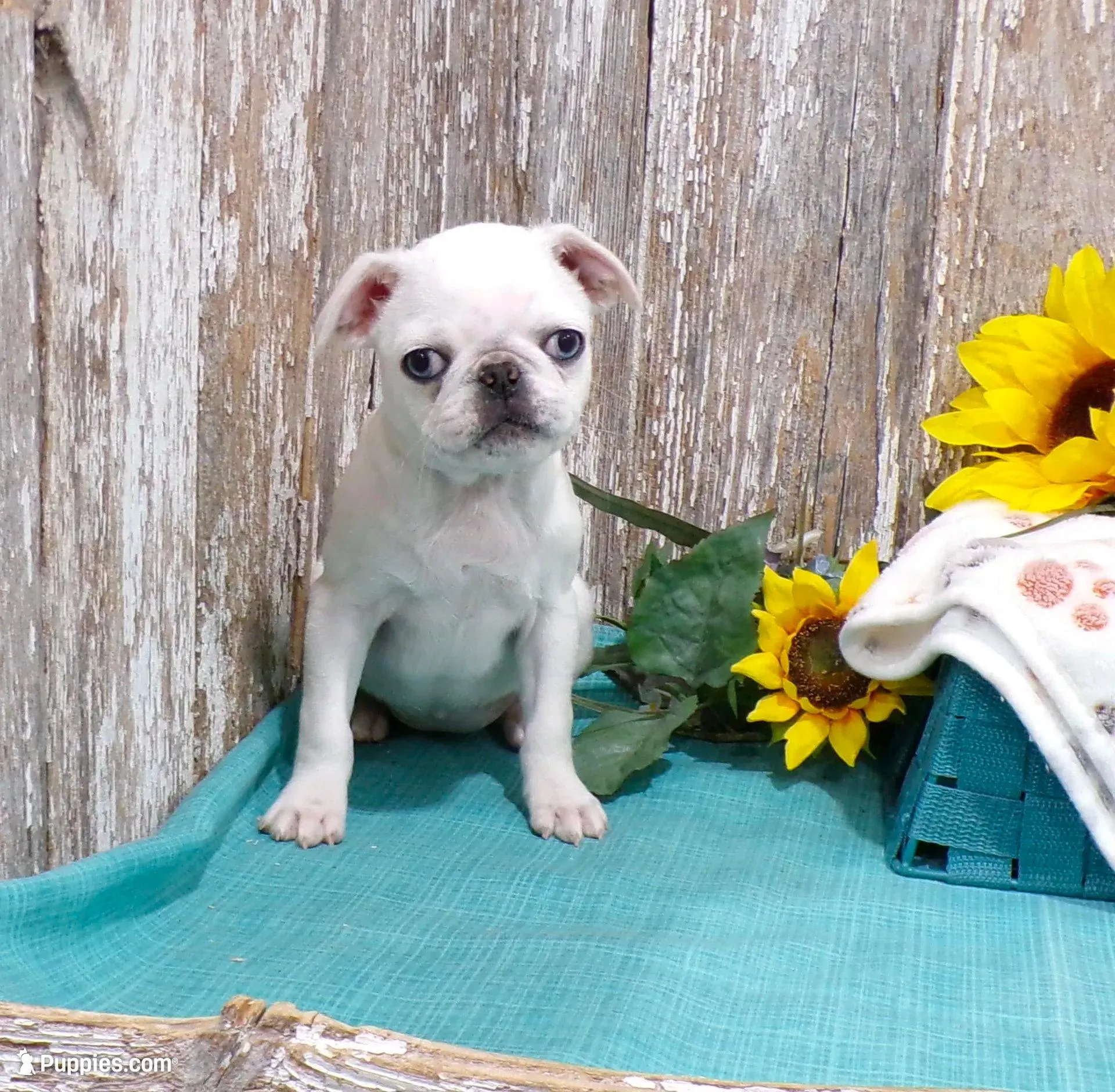 Amy – Pug puppy for sale in Stratford, WI
