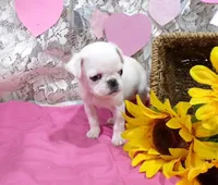 Amy, a female Pug for sale in Stratford, WI – Photo 2 of 6