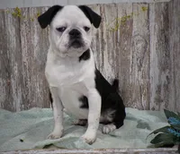 Amy, a female Pug for sale in Stratford, WI – Photo 6 of 6