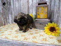 Lexi, a female Shih Tzu for sale in Stratford, WI – 2 of 4