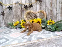 Jenny, a female Cavapoo for sale in Stratford, WI – 4 of 4