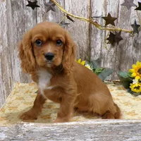 Alex, a male Cavalier King Charles Spaniel for sale in Stratford, WI – Photo 3 of 4