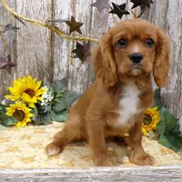 Alex, a male Cavalier King Charles Spaniel for sale in Stratford, WI – Photo 2 of 4