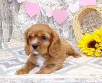 processed/f14b5772-c6ab-41dd-bb59-8e4636f207d3/listing/3620e8fc-cd74-4502-a741-6bf900e28f6c/10d62736-647f-42e9-9a9c-97b34249fa4c