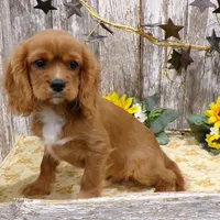 Alex, a male Cavalier King Charles Spaniel for sale in Stratford, WI – Photo 1 of 4