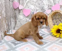 processed/f14b5772-c6ab-41dd-bb59-8e4636f207d3/listing/3620e8fc-cd74-4502-a741-6bf900e28f6c/409607c9-be47-41bb-8a9e-18c4af98c6cb