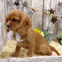 Alex, a male Cavalier King Charles Spaniel for sale in Stratford, WI – Photo 4 of 4