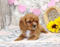 processed/f14b5772-c6ab-41dd-bb59-8e4636f207d3/listing/3620e8fc-cd74-4502-a741-6bf900e28f6c/da093f0b-f34b-413b-8e6c-c5a5ec5938d9