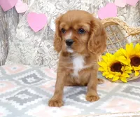 processed/f14b5772-c6ab-41dd-bb59-8e4636f207d3/listing/3620e8fc-cd74-4502-a741-6bf900e28f6c/e9c73a78-fdb8-45f5-9948-c9c8df14901f