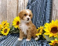 Tom, a male Poodle - Miniature  for sale in Stratford, WI – 3 of 5